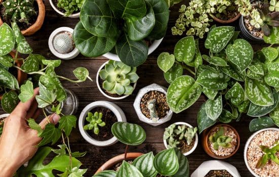 PictureThis: Identificar e Cuidar de Plantas com Facilidade