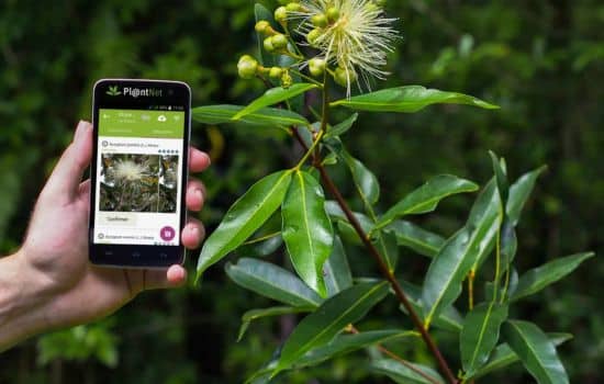 Identifiez les plantes avec précision à l'aide de l'application !