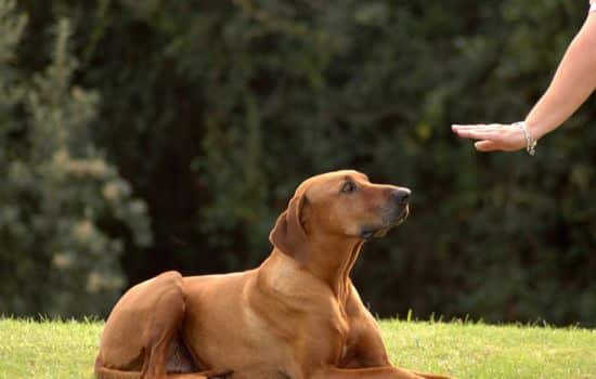 Addestra il tuo animale domestico in modo efficace!